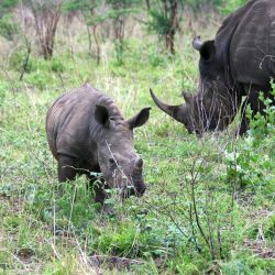 Rhinos in the Phase of Extinction, World needs to be Careful